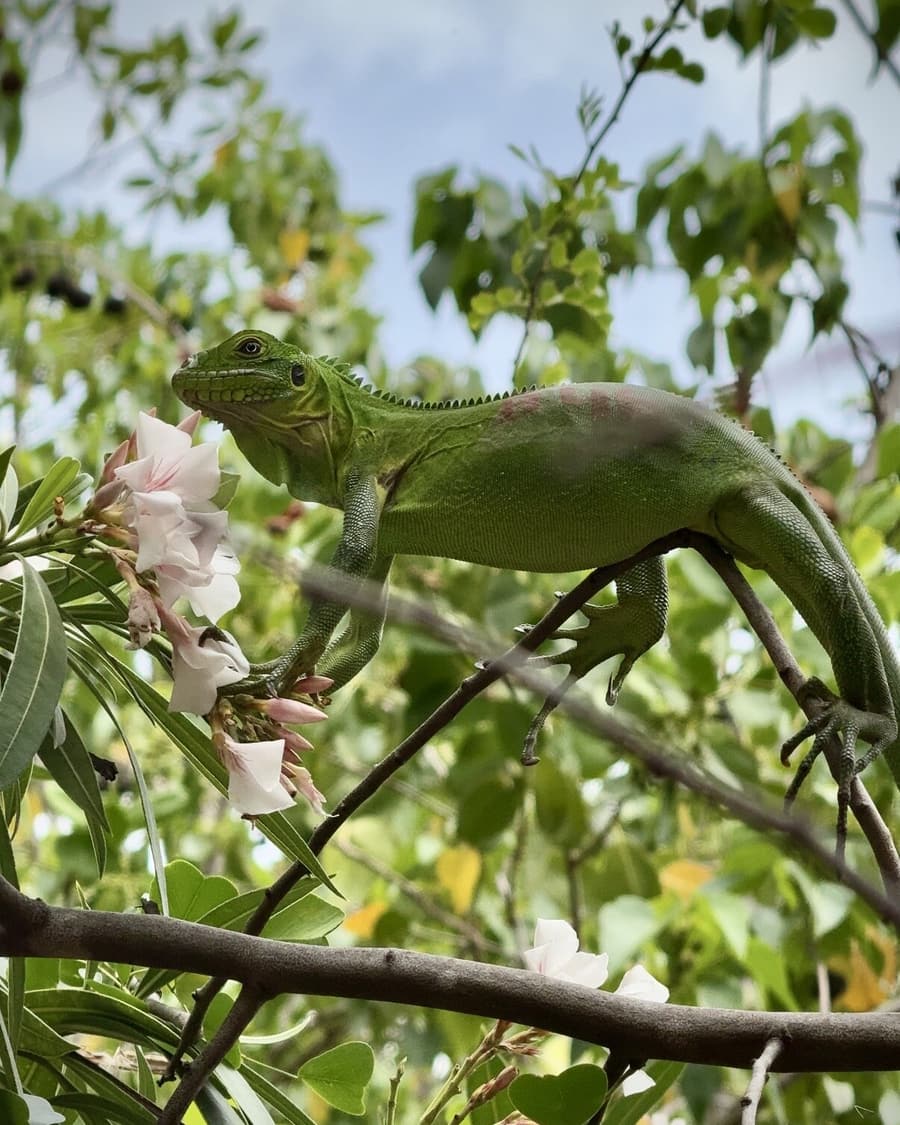 Iguane vert dans les branches d’un arbre, sur un îlet