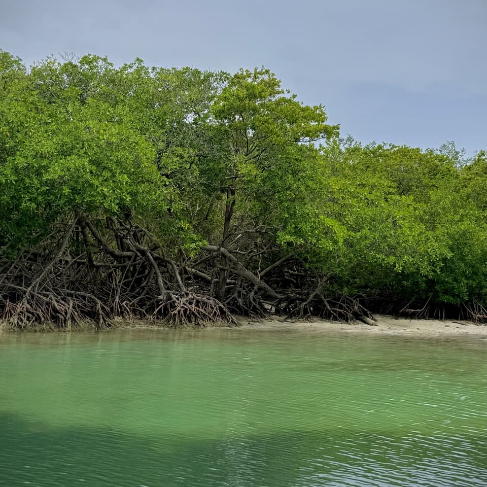 Îlet couvert de mangrove au-dessus d’une eau verte et calme